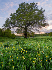 An old oak tree at sunset in a field of dandelions in Sweden.