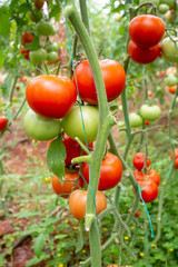 Tomatoes field greenhouse, Antalya / Turkey