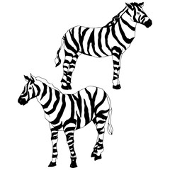Vector Exotic zebra wild animal isolated. Black and white engraved ink art. Isolated animal illustration element.