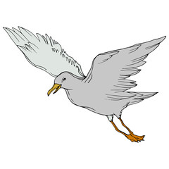 Vector Sky bird seagull in a wildlife isolated. Black and white engraved ink art. Isolated seagull illustration element.