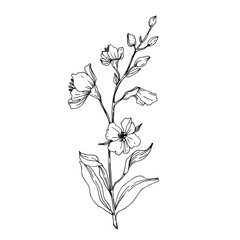 Vector Wildflower floral botanical flowers. Black and white engraved ink art. Isolated flower illustration element.