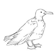 Vector Sky bird seagull isolated. Black and white engraved ink art. Isolated seagull illustration element.