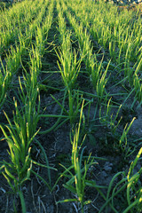 vertical rows of green onions in the rays of the sun