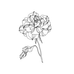 Vector Rose floral botanical flowers. Black and white engraved ink art. Isolated roses illustration element.