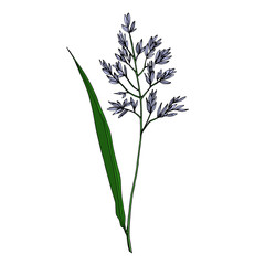 Vector Wildflowers floral botanical flowers. Black and white engraved ink art. Isolated flower illustration element.