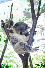 Beautiful close-up of a cute koala bear sitting on an eucalyptus tree. Wild life animal in nature. Queensland, Australia.