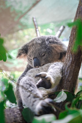 Beautiful close-up of a cute koala bear sitting on an eucalyptus tree. Wild life animal in nature. Queensland, Australia.