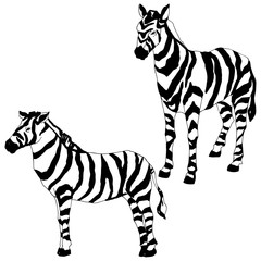 Vector Exotic zebra wild animal isolated. Black and white engraved ink art. Isolated animal illustration element.