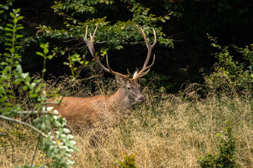 Red deer stag (Cervus elaphus) during the rutting season. Carpathians