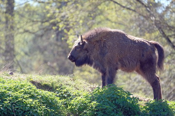 Bison - Büffel