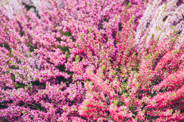 Naklejka na ściany i meble Beautiful flowers background. Pink flowers.