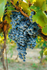 Fototapeta premium Bunches of grapes on the grape vine