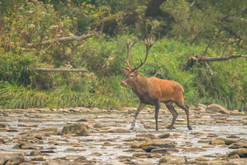 Red deer stag (Cervus elaphus) during the rutting season. Carpathians