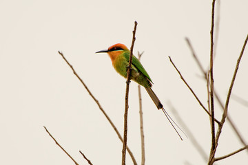 Boehm's bee eater perching on a twig