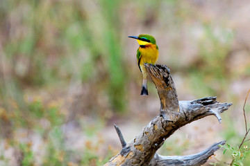 Little bee eater perched on a branch