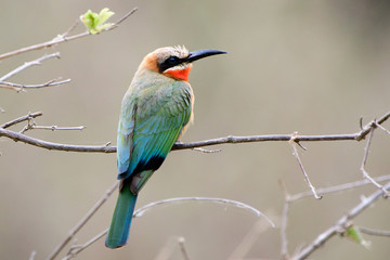 White fronted bee eater perched on a branch