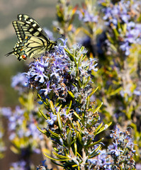 insect in its habitat made with macro