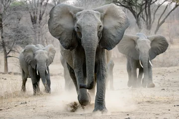 Wall murals Elephant african elephant on the charge