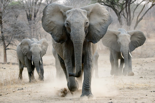 african elephant on the charge