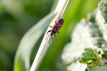 insect in its habitat made with macro