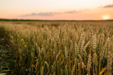 Wheat field. Golden ears of wheat on the field. Background of ripening ears of meadow wheat field. Rich harvest. Agriculture of natural product.