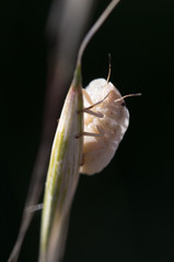 insect in its habitat made with macro