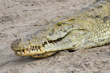 Close up of the face of a crocodile