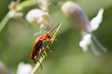 insect in its habitat made with macro
