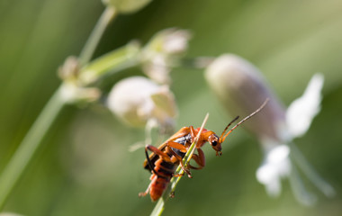 insect in its habitat made with macro