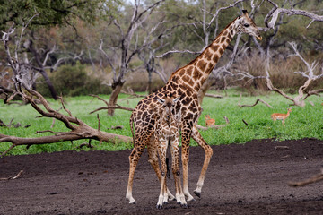 Mother giraffe with her baby