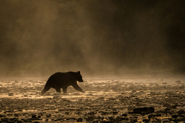 Silhouette of a brown bear (Ursus arctos) in the water at sunrise. Bieszczady Mountains. Poland