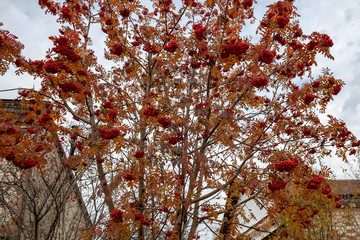 A large bush of red mountain ash with close-up. A tree with bright rowan berries. Yellow foliage of a tree with red berries. Yellow foliage of a tree with red berries.