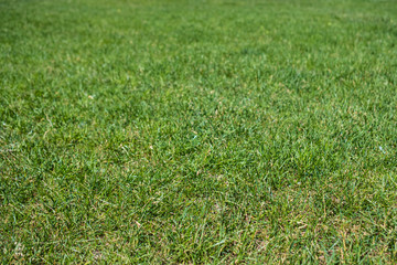 Grassy field wallpaper