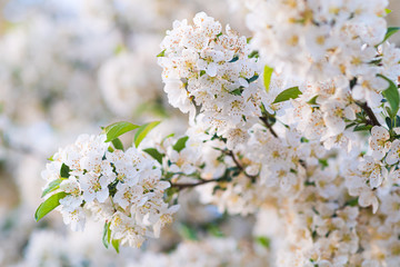 Spring flowering fruit tree with copy space