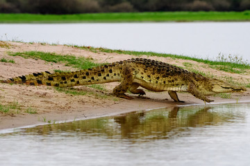 Walking crocodile on the move