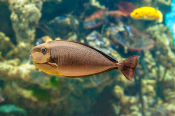 Fototapeta na wymiar tropical naso fish underwater closeup