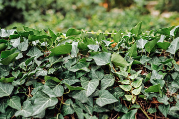 Dark green floral abstract background.
