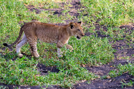 Lion cub on the move