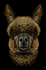 Alpaca / Llama portrait. Graphic, hand-drawn, realistic, color portrait of an alpaca / llama on a black background.