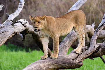 Young lion posing on a fallen tree