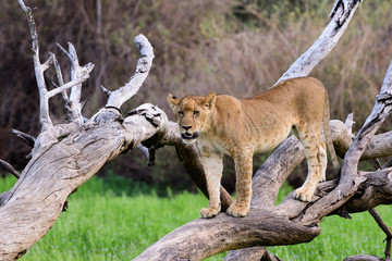Young lion posing on a fallen tree
