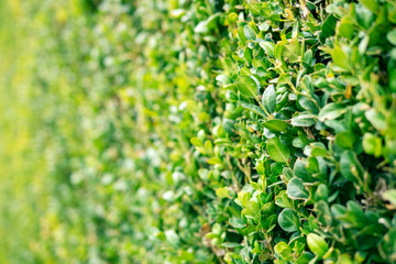 Obraz premium Green floral background, sheared boxwood.