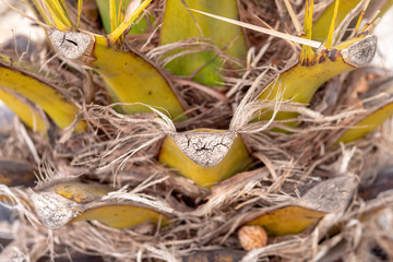 Vegetable green palm trunk background with clipped branches, closeup