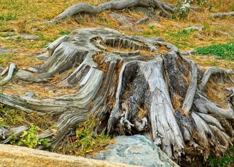 Old, dead tree trunk