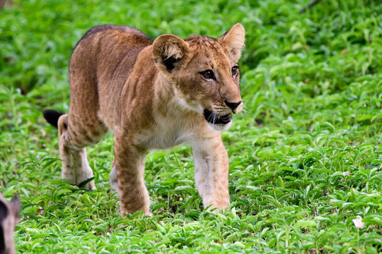 Lion cub on the move