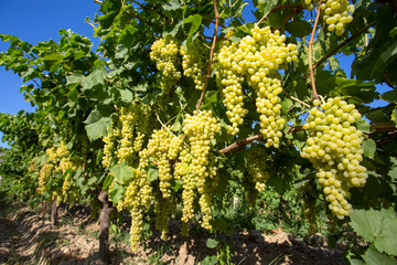 Fototapeta na wymiar Grapes In The Grape Vineyard