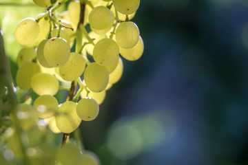 Grapes, vineyard, Izmir / Turkey