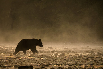 Silhouette of a brown bear (Ursus arctos) in the water at sunrise. Bieszczady Mountains. Poland
