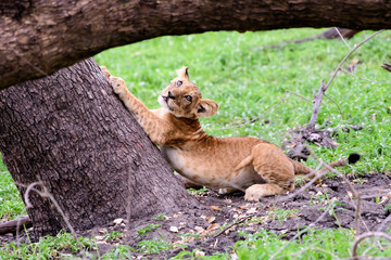 Adventurous lion cub exploring