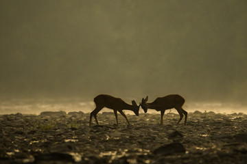 Roe deer buck (Capreolus capreolus) in the water. Bieszczady Mountains. Poland